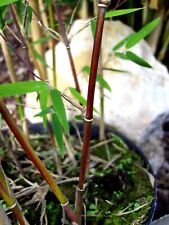 Fargesia jiuzhaigou roter gebraucht kaufen  Dillingen a.d.Donau