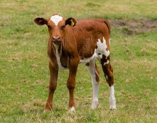 Cute calf photo for sale  USA