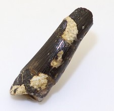 Zahn krokodil sericodon gebraucht kaufen  Weeze