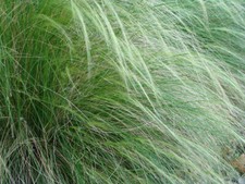 Seeds mexican feather for sale  USA