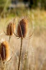 Organic teasel plant for sale  LLANIDLOES