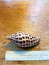 scaphella junonia for sale scaphella junonia for sale Morrisville