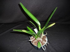 cattleya gebraucht kaufen  Deutschland