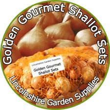 Shallot sets. golden for sale  BOSTON