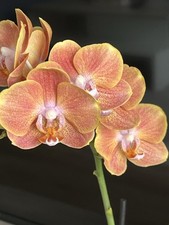 Rchideen phalaenopsis dame gebraucht kaufen  Bremen