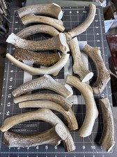 Large premium deer for sale  Columbus
