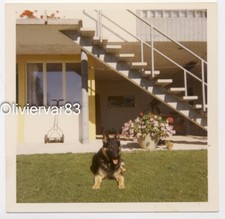 Foto vintage década de 1970 - cão pastor alemão em casa jardim comprar usado  Enviando para Brazil