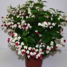 Bleeding heart rooted for sale  Mobile