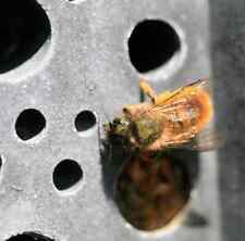 Grey bee brick for sale  SHEFFIELD