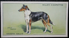 Smooth collie vintage for sale  DERBY