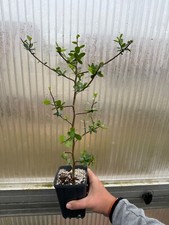 Commiphora merkeri large for sale  Oceanside