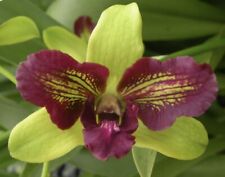 Dendrobium thongchai gold for sale  Bogalusa