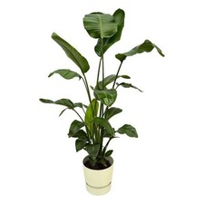 Strelitzia nicolai baum gebraucht kaufen  Düsseldorf