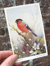 Vintage postcard bullfinch for sale  CARLISLE