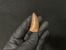 Dent fossile dinosaure d'occasion  Aiglun