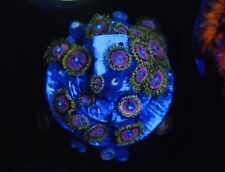 Purple monster zoa for sale  Wheeling