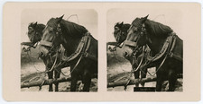 Stereo two horses d'occasion  Expédié en Belgium