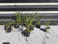 Cordylines yukka outdoor for sale  OLDBURY