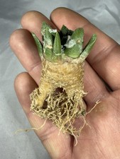 Ariocarpus hybrid astrophytum usato  Spedire a Italy