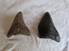 Juvenile megalodon shark for sale  BUCKINGHAM