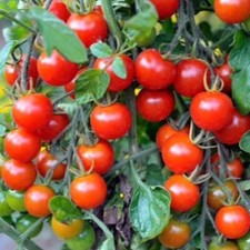 100 tomato seeds for sale  Buffalo