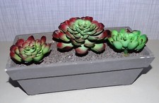 Kunstpflanze sukkulenten kakte gebraucht kaufen  Hemdingen