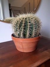 Echinocactus grusonii large for sale  ALFRETON