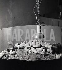 Vintage animali allevamento usato  Roma