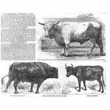 Prize cattle west for sale  GLASGOW