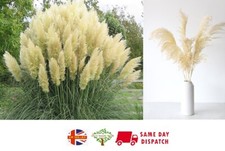 White pampas grass for sale  BROCKENHURST