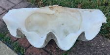 Giant clam shell for sale  Ocean Springs