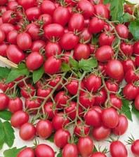 Graines tomate cerise d'occasion  Guipavas