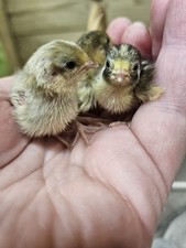 Quail eggs cpq for sale  UK