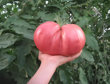 German giant tomato for sale  Salem