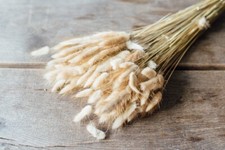 Nadeco lagurus ovatus usato  Spedire a Italy