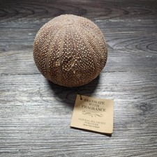 Natural sea urchin for sale  Collinsville