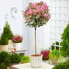 Photinia serratifolia pink for sale  NORTHWICH