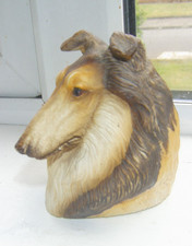 Stunning collie dog for sale  SUNDERLAND