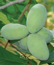 Seeds organic paw for sale  Columbus
