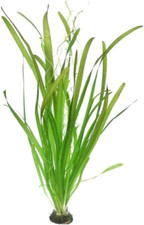 Giant vallisneria vallisneria usato  Roma