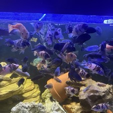 Pack mixed mbuna for sale  Miami