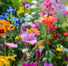 Graines fleurs abeilles d'occasion  Paris-
