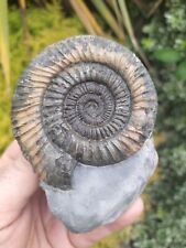 Large dactylioceras ammonite for sale  Shipping to Ireland