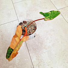 Philodendron billietiae creme gebraucht kaufen  Köln