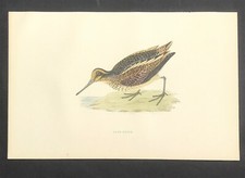 Jack snipe 1891 for sale  BOURNE END