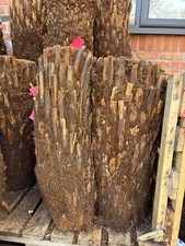 Dicksonia antarctica 2ft for sale  OXFORD