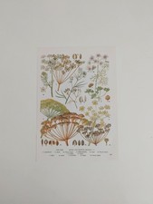 Wild flower herbs for sale  BIRKENHEAD