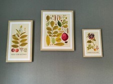 Set colourful botanical for sale  STOCKTON-ON-TEES