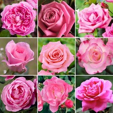 Gorgeous potted rose for sale  UK
