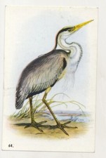 Ardea cinerea héron d'occasion  Expédié en France
